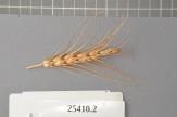 Click for 1 image(s) for this accession. Spike